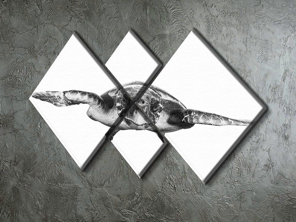 White And Turtle 4 Square Multi Panel Canvas - Canvas Art Rocks - 2
