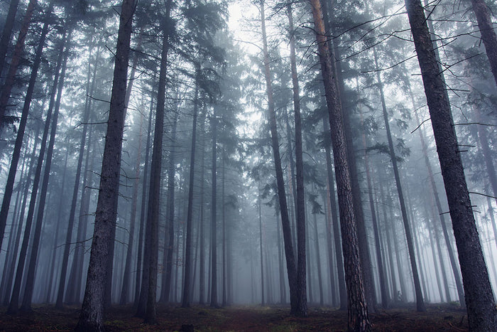 Mysterious Foggy Forest Wall Mural Wallpaper