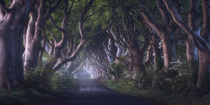 The Dark Hedges Wall Mural Wallpaper - Canvas Art Rocks - 1