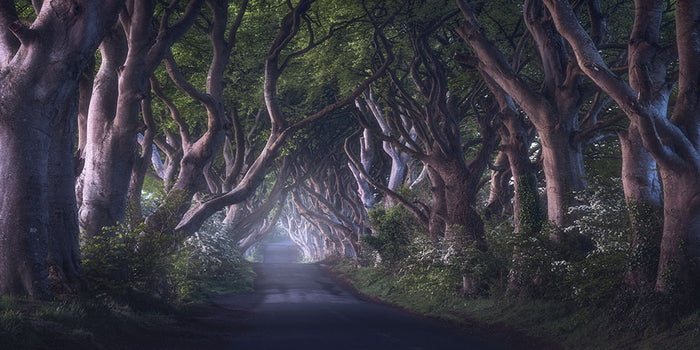 The Dark Hedges Wall Mural Wallpaper