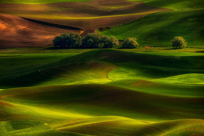 Spring In The Palouse Wall Mural Wallpaper