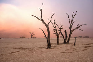 Fog In Deadvlei Wall Mural Wallpaper - Canvas Art Rocks - 1