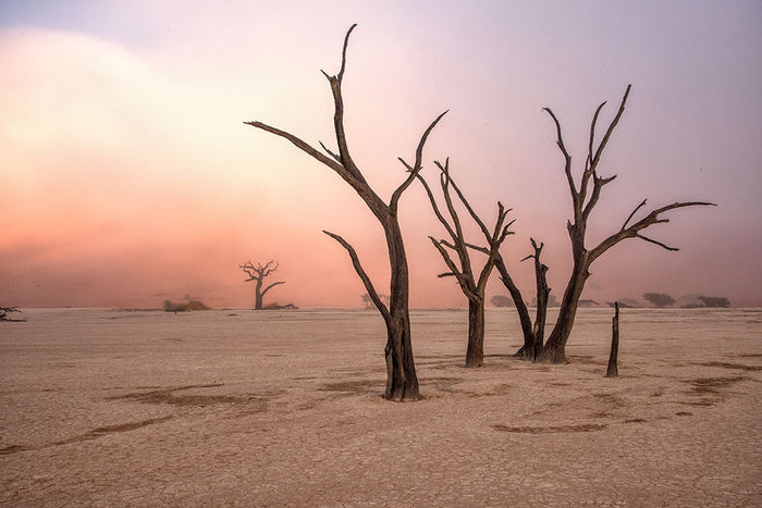 Fog In Deadvlei Wall Mural Wallpaper