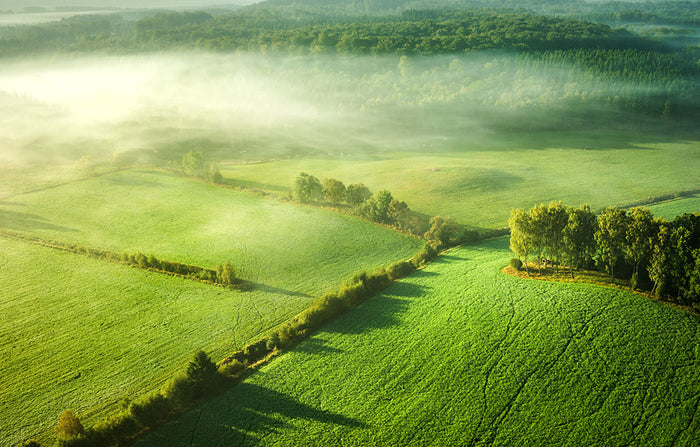 Above The Mist Wall Mural Wallpaper