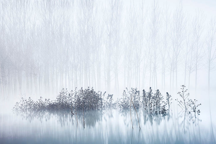 Cold A Foggy Morning In The Swamp Wall Mural Wallpaper