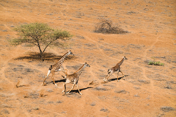 Giraffe Family Paradise Wall Mural Wallpaper