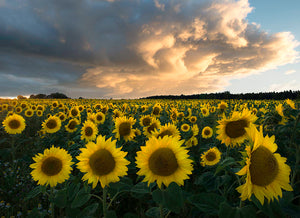 Sunflowers In Sweden Wall Mural Wallpaper - Canvas Art Rocks - 1