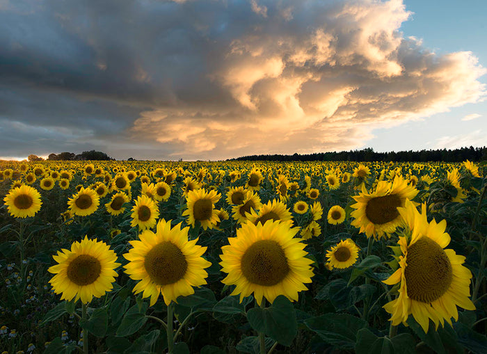 Sunflowers In Sweden Wall Mural Wallpaper