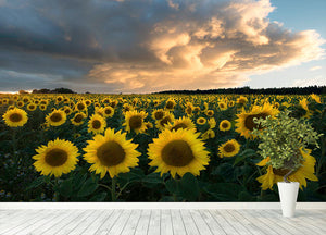 Sunflowers In Sweden Wall Mural Wallpaper - Canvas Art Rocks - 4