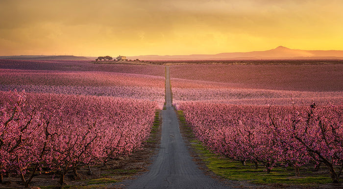 Flowering Wall Mural Wallpaper