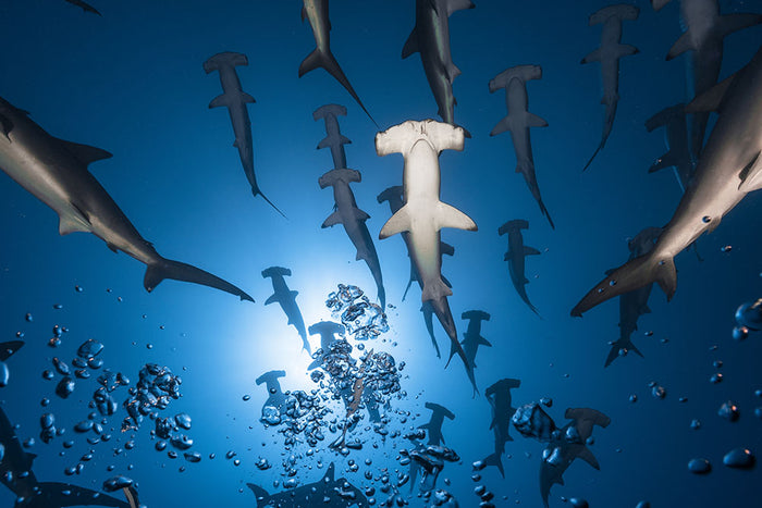 Hammerhead Shark Wall Mural Wallpaper