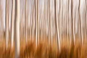 Spring Impressions In A Poplar Fields Wall Mural Wallpaper - Canvas Art Rocks - 1