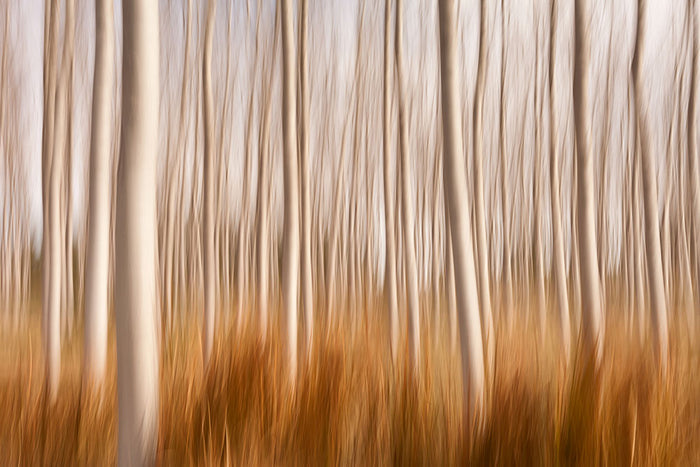 Spring Impressions In A Poplar Fields Wall Mural Wallpaper