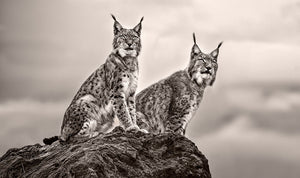 Two Lynx on rock Wall Mural Wallpaper - Canvas Art Rocks - 1