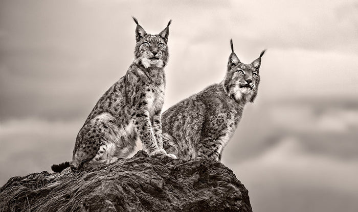 Two Lynx on rock Wall Mural Wallpaper