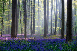 Bluebells Wall Mural Wallpaper - Canvas Art Rocks - 1