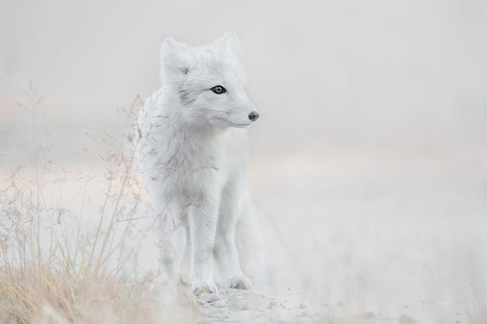 Fox Looking around Wall Mural Wallpaper