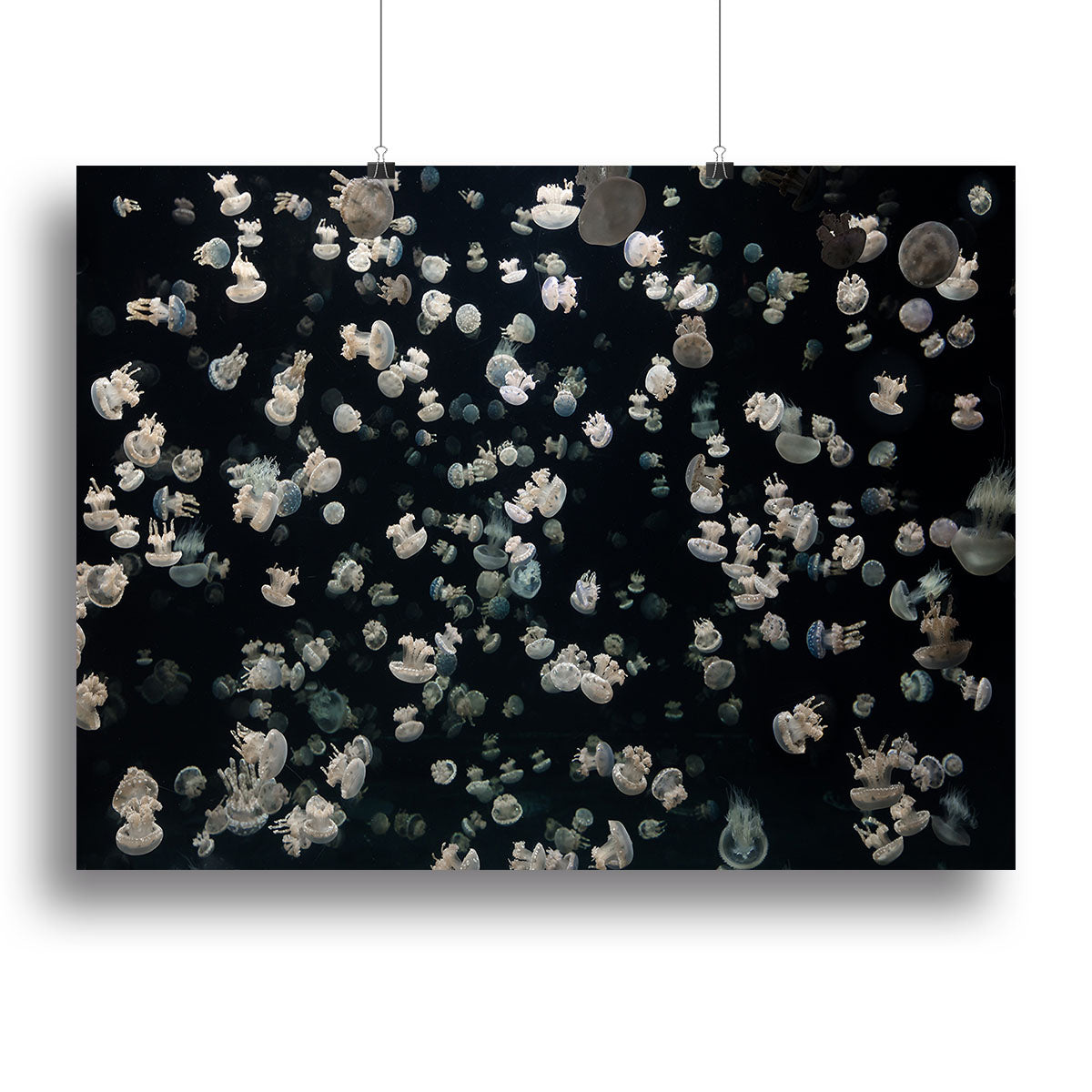 Just Some Jellies Canvas Print or Poster - Canvas Art Rocks - 2