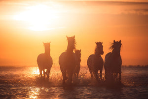 Horse Camargue angels Wall Mural Wallpaper - Canvas Art Rocks - 1