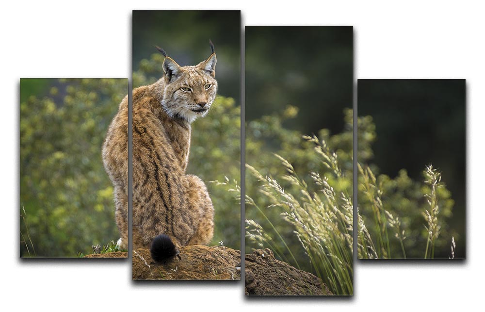 Lynx 4 Split Panel Canvas - Canvas Art Rocks - 1