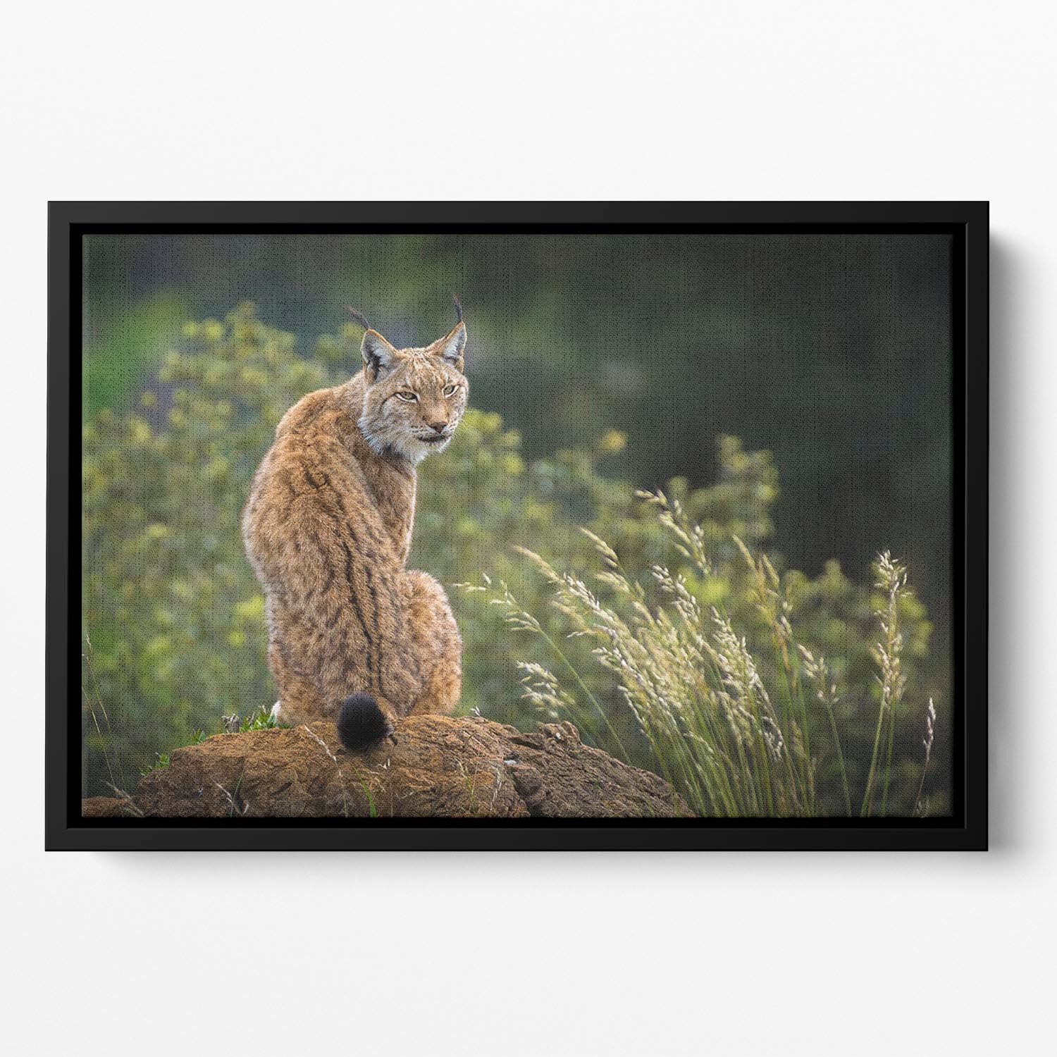 Lynx Floating Framed Canvas - Canvas Art Rocks - 2