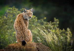 Lynx Wall Mural Wallpaper - Canvas Art Rocks - 1