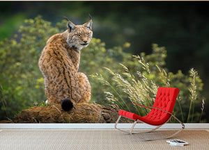 Lynx Wall Mural Wallpaper - Canvas Art Rocks - 2