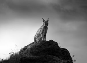 Lynx drama Wall Mural Wallpaper - Canvas Art Rocks - 1