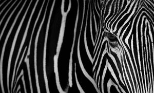 Zebra Pattern Wall Mural Wallpaper - Canvas Art Rocks - 1