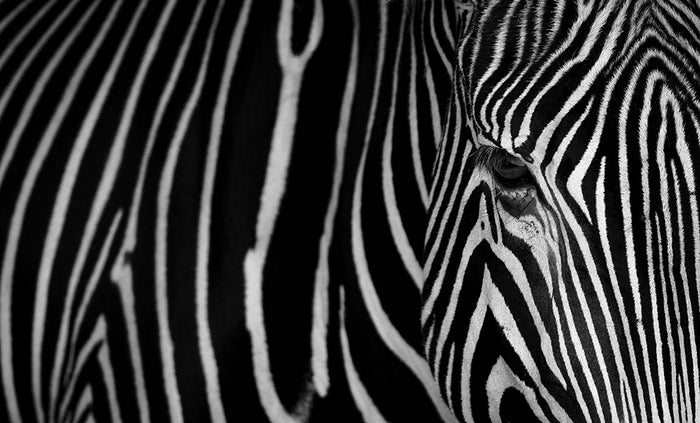 Zebra Pattern Wall Mural Wallpaper