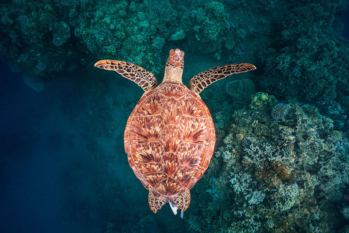 Flying Over The Reef Wall Mural Wallpaper