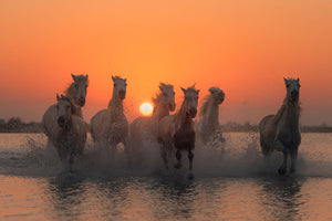 Horses Sunset in Camargue Wall Mural Wallpaper - Canvas Art Rocks - 1