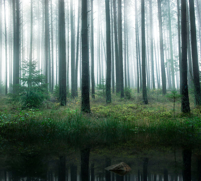 Lake In Forest Wall Mural Wallpaper