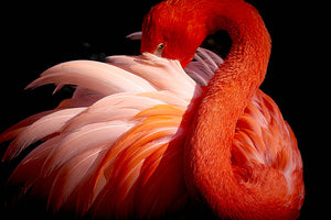 flamingo Close Up Wall Mural Wallpaper - Canvas Art Rocks - 1