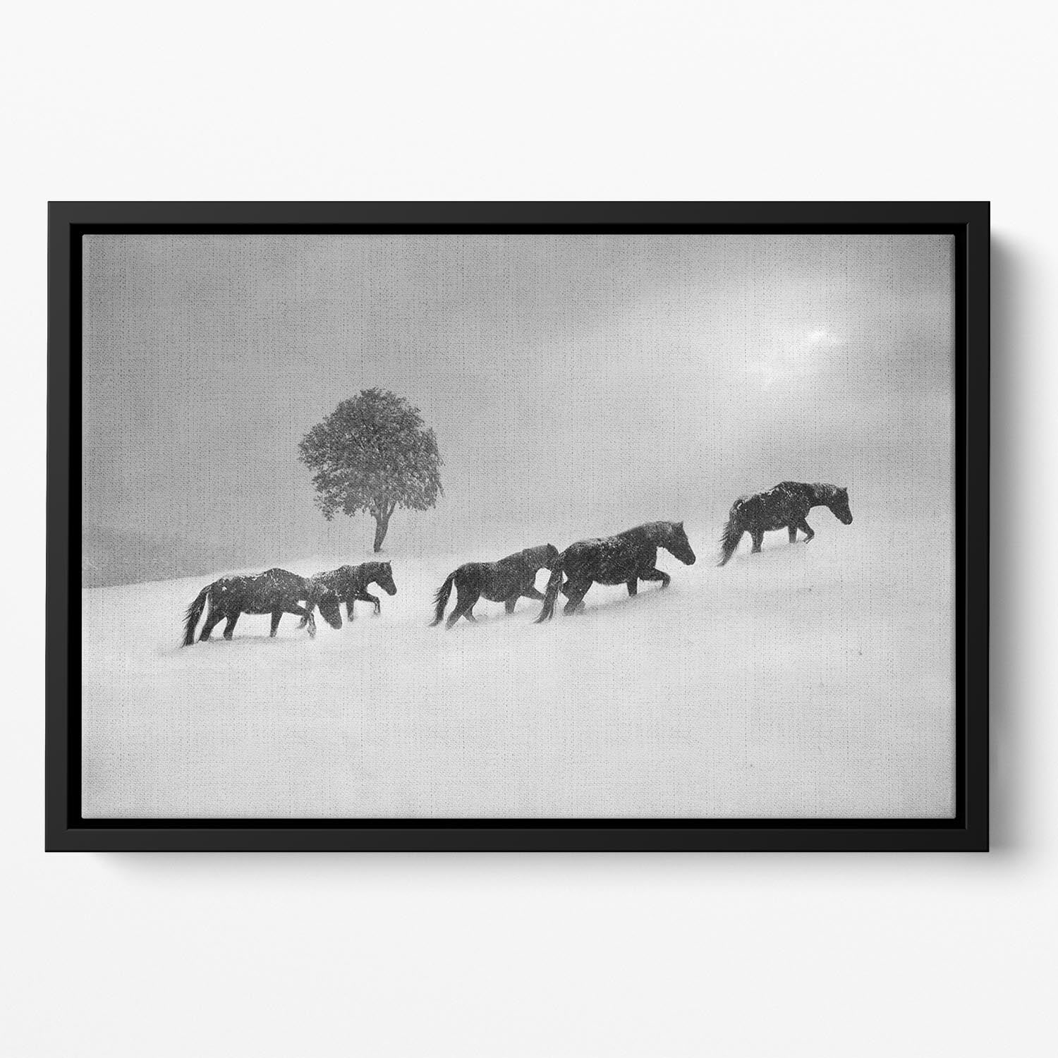 Icelandic Horses Floating Framed Canvas - Canvas Art Rocks - 2