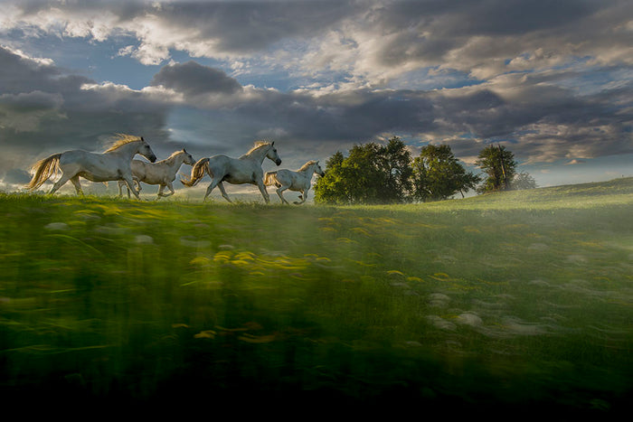 Galloping Horses Wall Mural Wallpaper