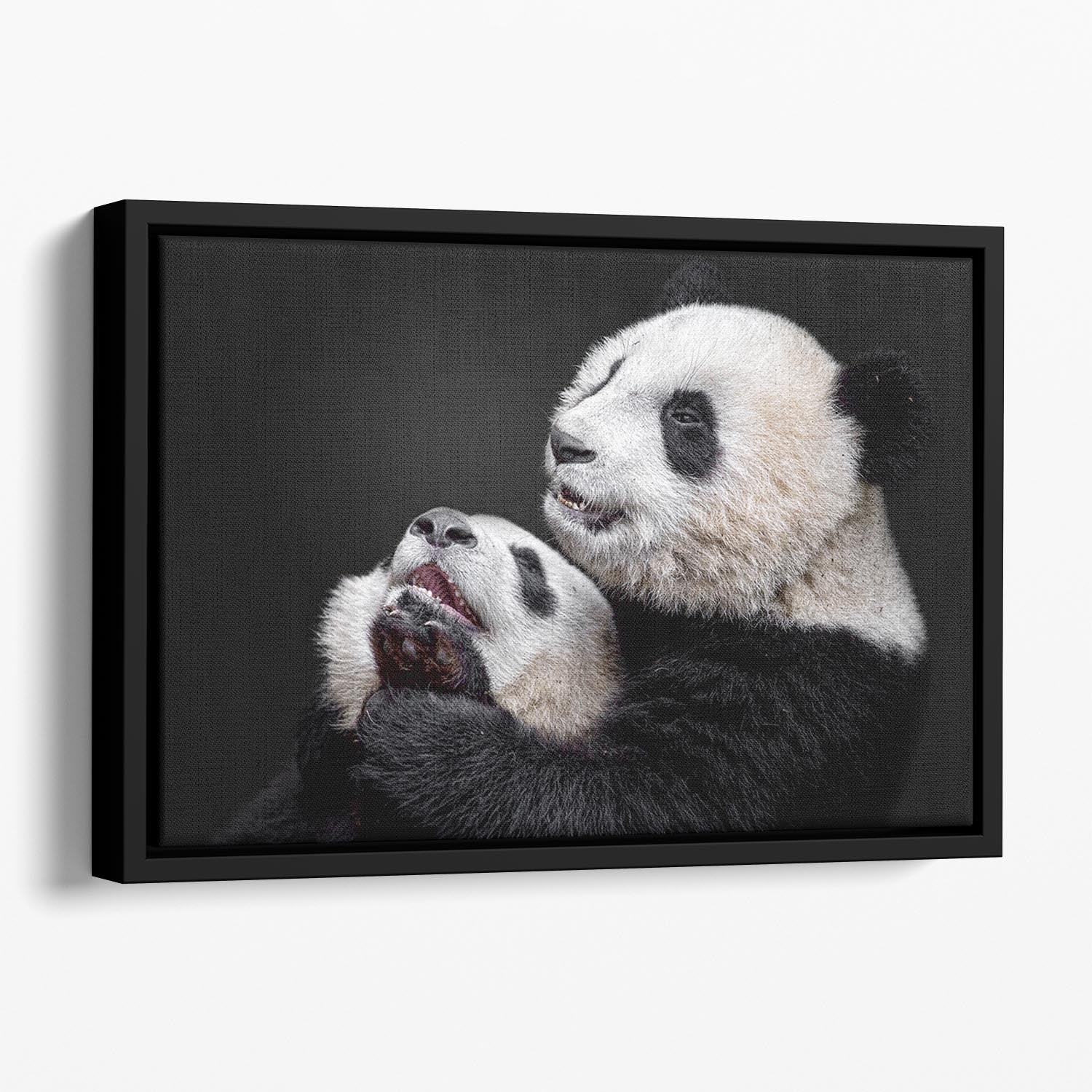 Pandas Playing Floating Framed Canvas - Canvas Art Rocks - 1