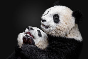 Pandas Playing Wall Mural Wallpaper - Canvas Art Rocks - 1