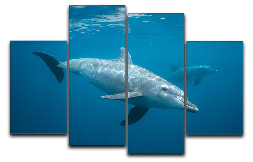 Curious Dolphin 4 Split Panel Canvas - Canvas Art Rocks - 1