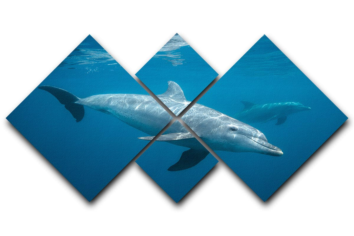 Curious Dolphin 4 Square Multi Panel Canvas - Canvas Art Rocks - 1