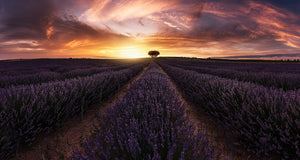 Lavender Sunset Wall Mural Wallpaper - Canvas Art Rocks - 1