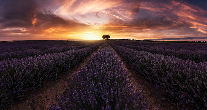 Lavender Sunset Wall Mural Wallpaper