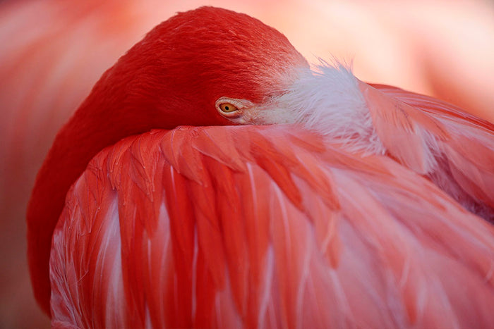 Red Flamingo Wall Mural Wallpaper