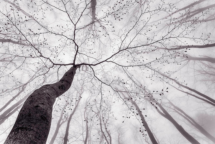 A View Of The Tree Crown Wall Mural Wallpaper