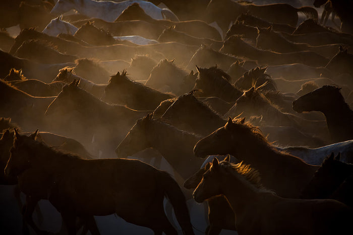 Galloping Horses At Dusk Wall Mural Wallpaper