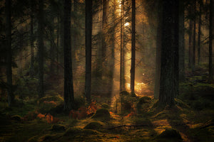 The Light In The Forest Wall Mural Wallpaper - Canvas Art Rocks - 1