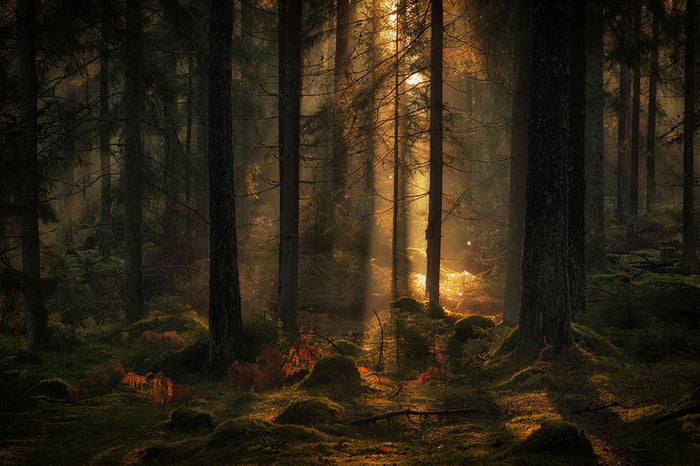 The Light In The Forest Wall Mural Wallpaper