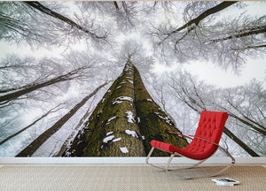 Looking Up Wall Mural Wallpaper - Canvas Art Rocks - 2