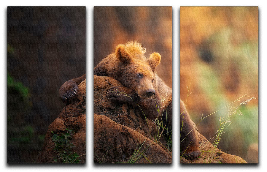 Bear portrait 3 Split Panel Canvas Print - Canvas Art Rocks - 1