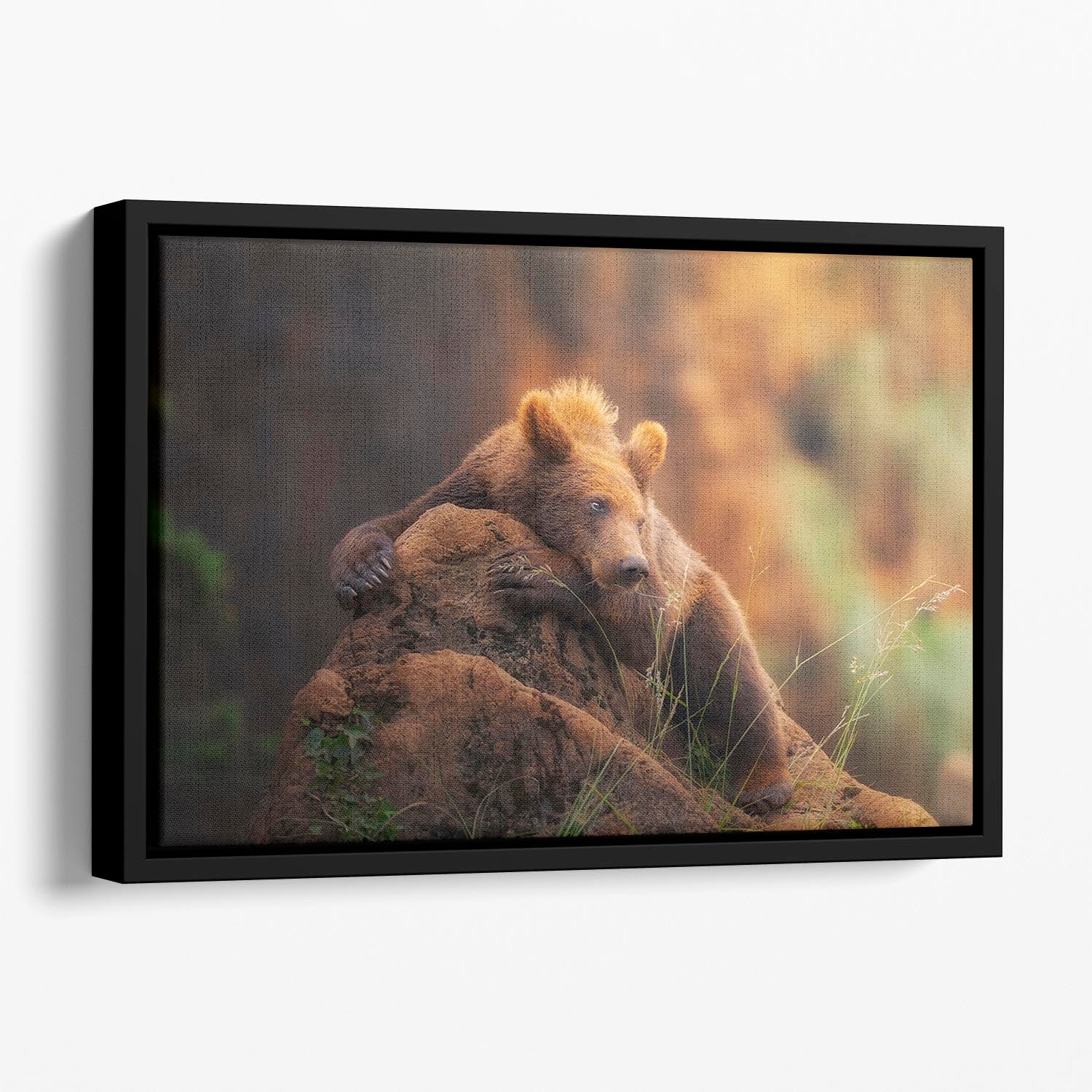 Bear portrait Floating Framed Canvas - Canvas Art Rocks - 1